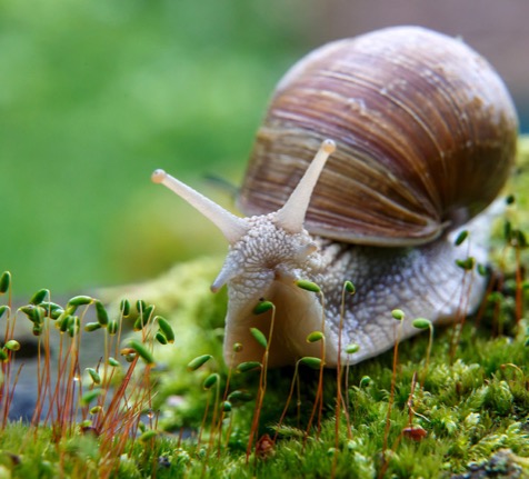 Schneckefrisst_22-2-2017